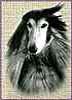 AFGHAN HOUND CLUB OF CANADA RESCUE