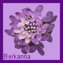 Thank You Berkanna