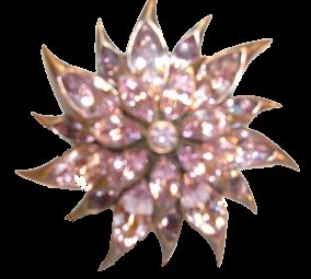 Sphinx flame flower round