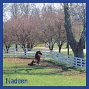 Thank You Nadeen