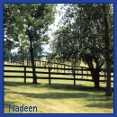 Thank You Nadeen