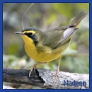 Thank You Nadeen