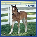 Thank You Nadeen