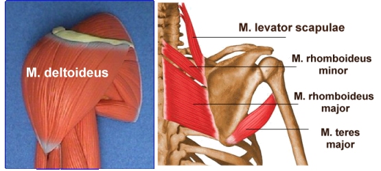 M Deltoideus Pars Clavicularis dorsaler Schultergürtel