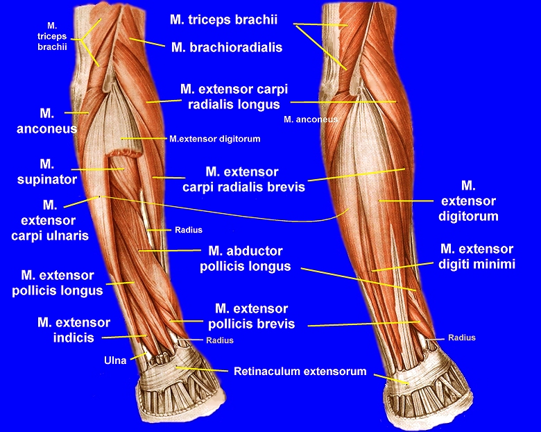 M extensor digitorum