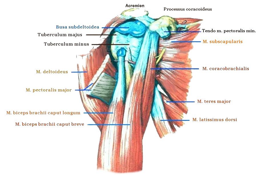 Schultergelenk in der Ventralansicht