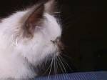 cccfisich_prof2.jpg (150x112; 2583 bytes)