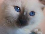 dddfrodo3.jpg (150x112; 2625 bytes)