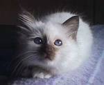 dddfrodo_f.jpg (150x123; 3244 bytes)