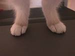 dddfrodo_socks2.jpg (150x112; 2094 bytes)