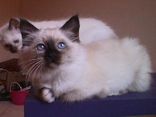 KindMount's Figaro
