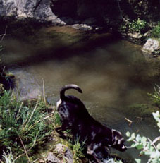 our dog Brutus jumping in wading pool