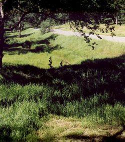 planting area-spring-Shirley Dr