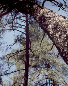 ponderosa