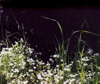 spring flowers