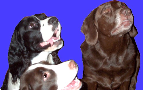 Trevvy, Stormy, and the Murph