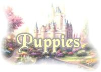 No puppies at this time