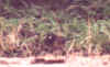 oregon junco.jpg (168183 bytes)