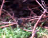 pink-sided junco1.jpg (141732 bytes)