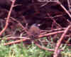pink-sided junco2.jpg (133235 bytes)