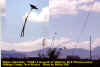 white-tailed kite.jpg (96747 bytes)
