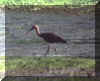 whiteibis1.jpg (42793 bytes)