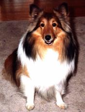 {Star, world's cutest Sheltie}