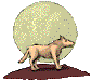 {Howlin' Coyote}