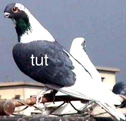 Combined show and flying bird