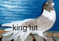 A strong flying Wardy