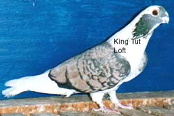 Female Bondoc (walnut)