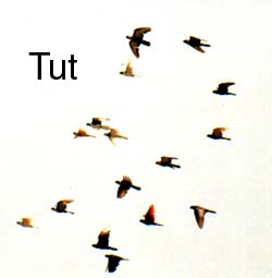 Flock of Swifts