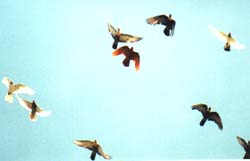 Rehani, bolk, azrak, Safi and reds