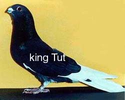 Mesawed long face. A bird that was tested from 70 miles