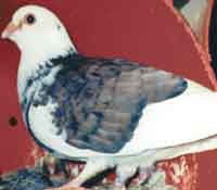 mix bird