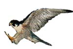 Peregrine Falcon 