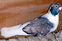 male Bondoc