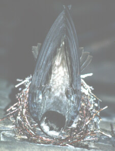 Chimney Swift