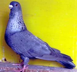 female Otati