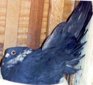 Female Black Rehani