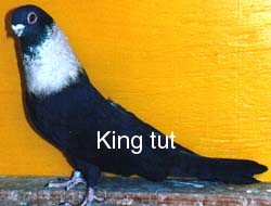 show case young male