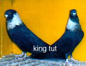 A pair of Black Rehani