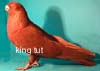 Show- Flying Red