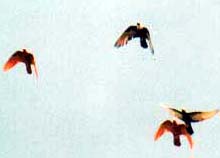 Reds in Action