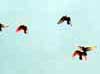 Flying Reds