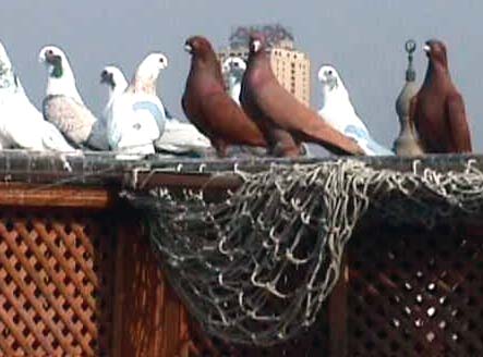 red Afrifan, Red Oriental Tumbler and Ahmar Gohzar and others 