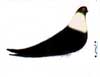 Rehani standard