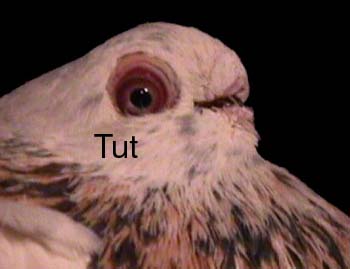 Safi kashmerie with Parrott face