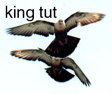 A pair of Azrak in flight