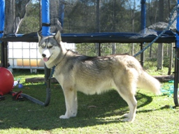 Tarni - two days till puppies due